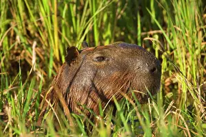 Hydrochaeris: Capybara - head of adult Capybara peeking out between