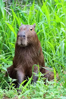 Landmarks: Capybara (Hydrochaeris hydrochaeris), Pantanal