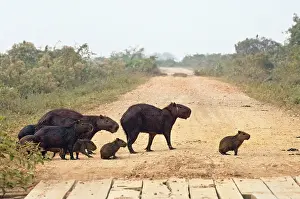 Hydrochaeris: Capybara (Hydrochaeris hydrochaeris). Pantanal