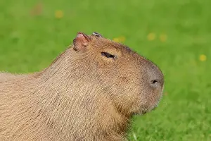 Hydrochaeris: Capybara (Hydrochoerus capybara, Hydrochaeris hydrochaeris)
