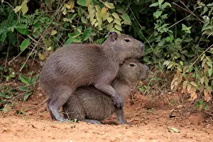 Hydrochaeris: Capybara (Hydrochoerus hydrochaeris), young animals