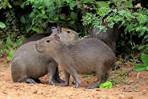 Hydrochaeris: Capybara (Hydrochoerus hydrochaeris), young animals