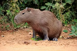 Sideview: Capybara (Hydrochoerus hydrochaeris), adult, on
