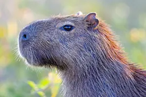 Hydrochaeris: Capybara (Hydrochoerus hydrochaeris) portrait