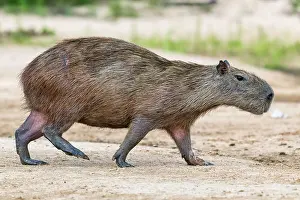 Hydrochaeris: Capybara (Hydrochoerus hydrochaeris) runs on a sandbank