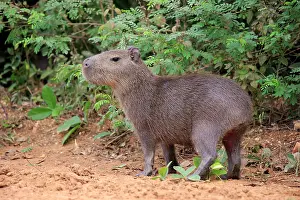 Hydrochaeris: Capybara (Hydrochoerus hydrochaeris), young animal