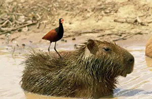 Hydrochaeris: Capybara - with Jacana on back