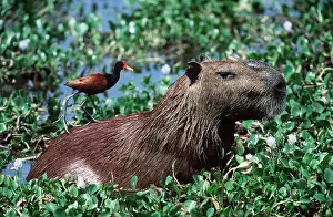 Operation: CAPYBARA - with Jacana on back