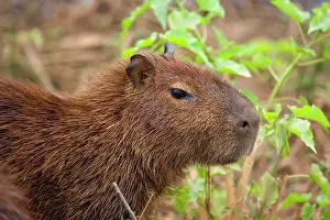 Hydrochaeris: Capybara - juvenile