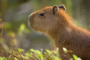 Hydrochaeris: Capybara - juvenile