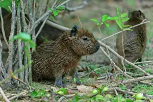 Capybaras: Capybara, juvenile, Pantanal Wetlands, Mato Grosso, Brazil
