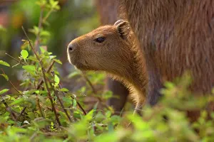 Hydrochaeris: Capybara - juvenile peeking out between two adults
