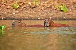 Hydrochaeris: Capybara the largest rodent in the world Pantanal