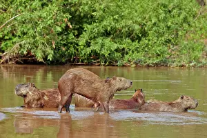 Hydrochaeris: Capybara the largest rodent in the world Pantanal