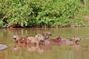Hydrochaeris: Capybara the largest rodent in the world Pantanal