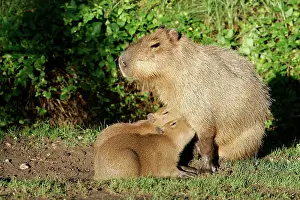 Hydrochaeris: Capybara - mother with two babies suckling