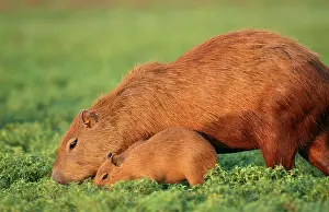 Hydrochaeris: CAPYBARA - Mother and baby grazing