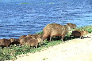 Capybaras: CAPYBARA - mother with young following