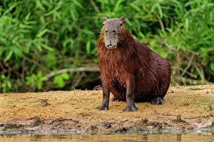 Capybaras: Capybara, Pantanal Wetlands, Mato Grosso, Brazil