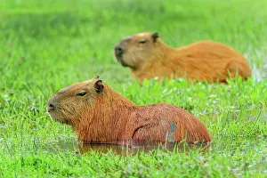 Capybaras: Capybara, Pantanal Wetlands, Mato Grosso, Brazil
