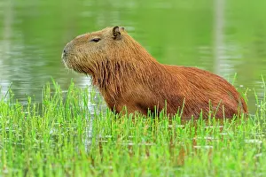 Capybaras: Capybara, Pantanal Wetlands, Mato Grosso, Brazil