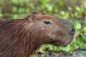 Capybaras: Capybara, Pantanal Wetlands, Mato Grosso, Brazil