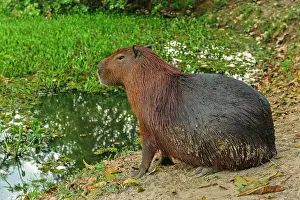 Capybaras: Capybara, Pantanal Wetlands, Mato Grosso, Brazil
