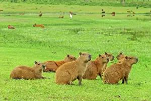 Capybaras: Capybara, Pantanal Wetlands, Mato Grosso, Brazil