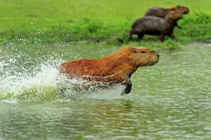 Capybaras: Capybara, running, Pantanal Wetlands, Mato Grosso, Brazil