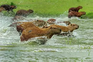 Capybaras: Capybara, running, Pantanal Wetlands, Mato Grosso, Brazil
