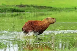 Capybaras: Capybara, running, Pantanal Wetlands, Mato Grosso, Brazil