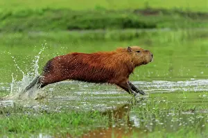 Capybaras: Capybara, running, Pantanal Wetlands, Mato Grosso, Brazil