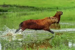 Capybaras: Capybara, running, Pantanal Wetlands, Mato Grosso, Brazil