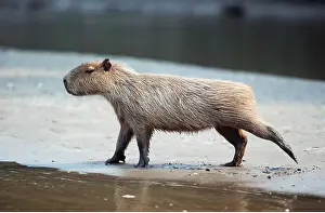 Stretches: CAPYBARA - Stretches leg