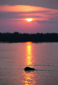 Chris Brunskill: Capybara - swimming at sunset