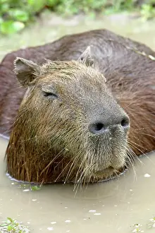 Hydrochaeris: Capybara - in water