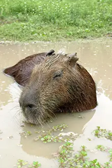 Hydrochaeris: Capybara - in water