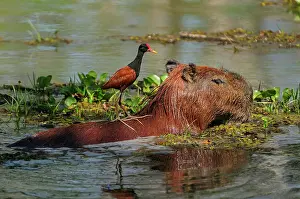 Wattled: Capybara, Wattled Jacana on the back, Pantanal Wetlands