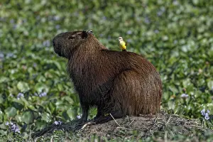 Beige: Capybara, worlds largest rodent with cattle tyrant on back