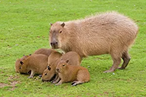Hydrochaeris: Capybara - with young