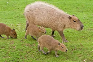 Hydrochaeris: Capybara - with young