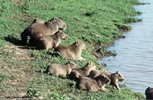 Capybaras: CAPYBARA - with young, sit by water