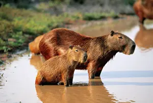 Wallowing: Capybara - and young, in water