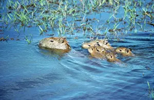 Hydrochaeris: Capybaras - adult with young