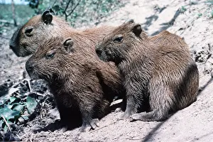 Capybaras: CAPYBARAS - Juveniles