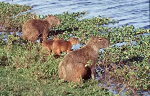 Father: CAPYBARAS x two, with young at water