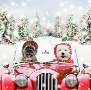 Scarf: Dogs