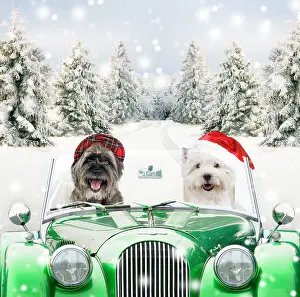 Berets: Dogs