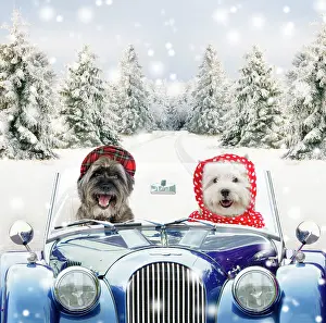Scarf: Dogs