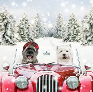 Berets: Dogs